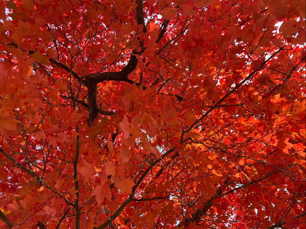 Canopy of a red maple tree in autumn